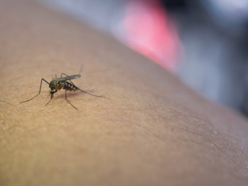 VIRUS ZAPADNOG NILA HARA SUSJEDSTVOM: U jednoj zemlji 5, u drugoj 13 mrtvih