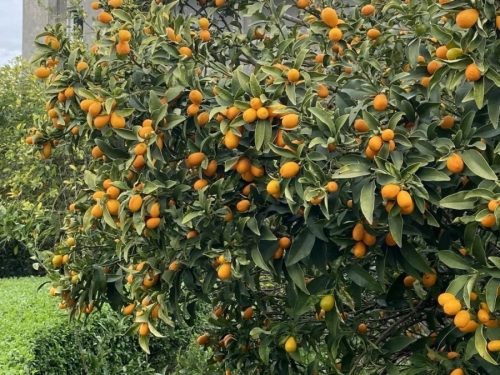 SPOJ VITAMINA C, VLAKANA I ANTIOKSIDANSA: Kako mali kumkvat čuva srce, kožu i probavni sistem