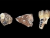 NEVJEROVATNO OTKRIĆE: Pronađen prvi fosil kosti podlaktice denisovskih ljudi...