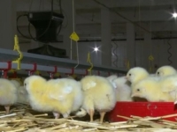 NOVA POSKUPLJENJA NA POMOLU: Peradari najavljuju drastičan skok cijena piletine