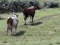 BIZARNA TRAGEDIJA KOD SREBRENIKA: Agresivni bik usmrtio vlasnika, farmer pogledao povredama pred kućom