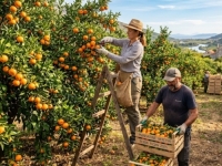 PROIZVOĐAČ REKAO KOLIKO PLAĆAJU BERAČE MANDARINA IZ HERCEGOVINE: 'Samo za gorivo im svaki dan daju 20 eura'