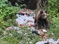 PANIKA KOD SARAJEVA: Medvjed ponovo među kućama, viđen i u blizini škole