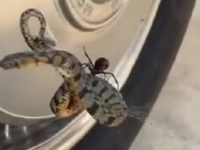 UHVATILI SU CRNU UDOVICU KAKO JEDE ZMIJU: Pogledajte dobro šta radi s mrežom (VIDEO)