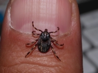 JEZIVA PRIJETNJA STIŽE U EVROPU: Opasni 'krpelj lovac' proganja i napada ljude, prenosi smrtonosni virus sličan...