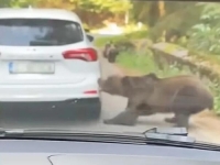 RAZJARENI MEDVJED NASRNUO NA AUTOMOBIL: Uhvatio se za vozilo i počeo trgati branik (VIDEO)