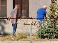 'TRAŽE STAN OD 100 KVADRATA U CENTRU GRADA': Homo Prasikus u Zemaljskom muzeju (VIDEO)