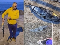 PANIKA NA JADRANU: Ribar u Hrvatskoj iz mora izvukao najsmrtonosniju ribu na svijetu