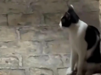 'UKOLIKO JE MALO ISTRENIRATE, POČET ĆE I USLUŽIVATI GOSTE': Pogledajte zašto je ova mačka iz bh. susjedstva apsolutni hit na društvenim mrežama (VIDEO)