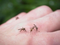 OBRATITE PAŽNJU NA SKRIVENE SIMPTOME: Virus Zapadnog Nila prenosi se ubodom zaraženog komarca, može biti koban...