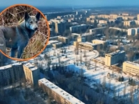 PSI IZ ČERNOBILA POSTALI PLAVI: Svi su pomislili na najgore, ali istina je potpuno bizarna (FOTO)