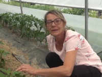 VESNA U SVOM VRTU UZGAJA NAJSKUPLJU PAPRIKU NA SVIJETU: Kila sušene košta kao garaža (VIDEO)