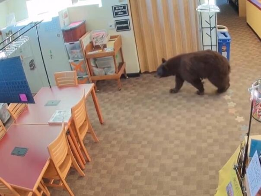 MALO SE POČASTIO: Medvjed upao u biblioteku i pojeo med, grickalice i kolačiće (VIDEO)