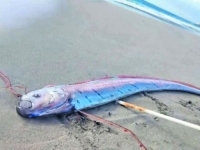 JEZIV PRIZOR NA PLAŽI: Pojavila se 'riba sudnjeg dana' duga pet metara, ljudi strahuju od onoga što bi moglo da uslijedi