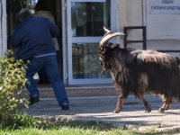 EVO ŠTA JE DOČEKALO BIRAČE: Ni jarac nije mogao na glasanje (VIDEO)