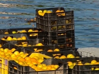 U DOLINI NERETVE: Berba mandarina pri kraju, otkupne cijene padaju, proizvođači nezadovoljni...