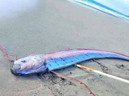 JEZIV PRIZOR NA PLAŽI: Pojavila se 'riba sudnjeg dana' duga pet metara, ljudi strahuju od onoga što bi moglo da uslijedi